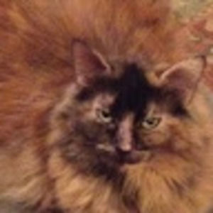 Meet your Posher, Harriet